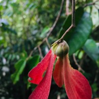 Shorea oblongifolia Thwaites
